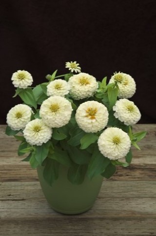 img-1: Цинния Прециоза Вайт [100 шт] - ООО «Семена Тут»