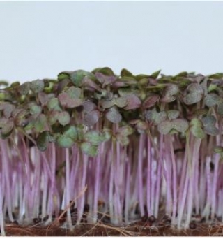 img-0: Горчица Кампари  листовая красная МЗ - ООО «Семена Тут»