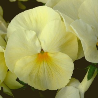 Виола крупноцветковая Селло Примроуз [1000 шт] - ООО «Семена Тут»