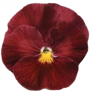 Виола крупноцветковая Премьер Примроуз шейдс [1000 шт] - ООО «Семена Тут»