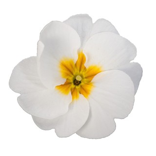 Примула Данесса Вайт [1000 шт] - ООО «Семена Тут»