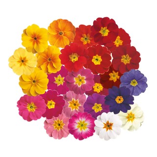 img-1: Примула Данова Микс [1000 шт] - ООО «Семена Тут»