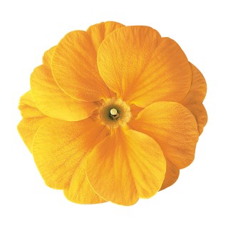 Примула Данова Оранж Еллоу [100 шт] - ООО «Семена Тут»