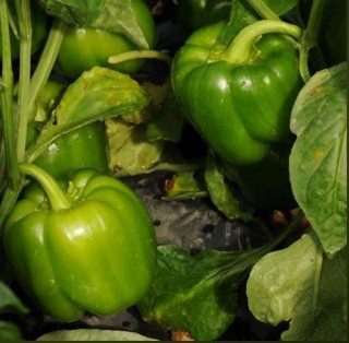 img-0: Перец Прокрафт F1 - ООО «Семена Тут»