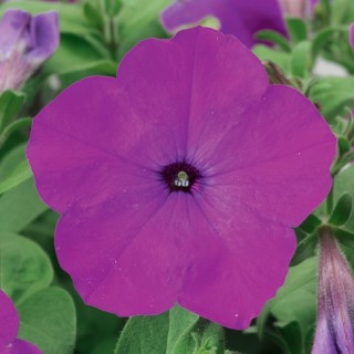 img-0: Петуния мультифлора Ура Лавендер Тай Дай [1000 драже] - ООО «Семена Тут»