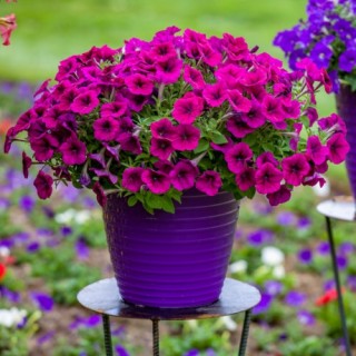 img-0: Петуния миллифлора Флэш Форвард Бургунди [1000 драже] - ООО «Семена Тут»