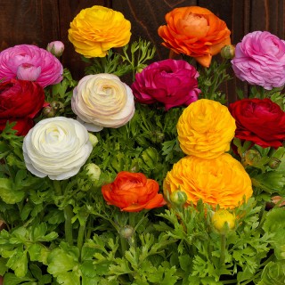 Ранункулюс азиатский Блюмингдейл II F1 Микс  [1000 драже] - ООО «Семена Тут»