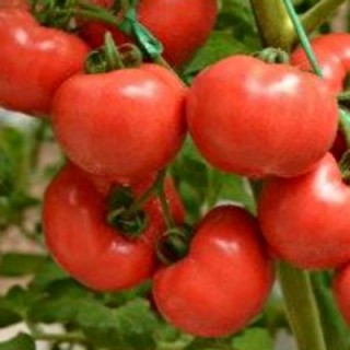img-0: Томат Рапануи F1 - ООО «Семена Тут»