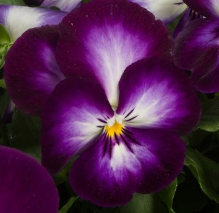 Виола крупноцветковая Ультима Редиенс Виолет [1000 шт] - ООО «Семена Тут»