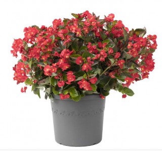 Бегония гибридная Викинг F1 Ред он Грин [1000 драже] - ООО «Семена Тут»