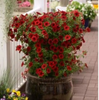 img-1: Петуния ампельная F1 Тайдал Вэйв Ред Велюр [50 драже] - ООО «Семена Тут»