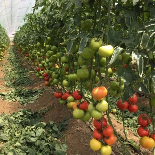 img-1: Томат Рестлер F1 - ООО «Семена Тут»