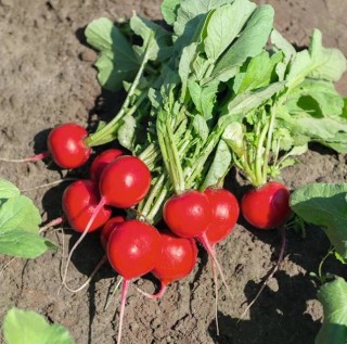 Редис Рочас F1 - ООО «Семена Тут»