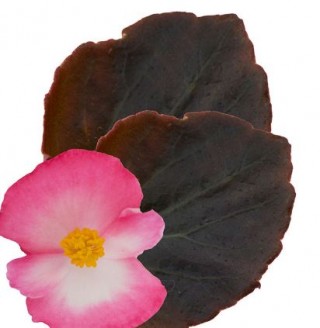 img-2: Бегония вечноцветущая Сенатор Ай Кью Роуз Биколор [1000 драже] - ООО «Семена Тут»