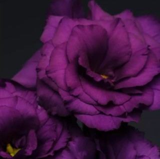 img-0: Эустома Флэр Дип Блю [1000 драже] - ООО «Семена Тут»