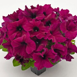 Петуния грандифлора Саксесс Эйч Ди Бургунди [50 драже] - ООО «Семена Тут»