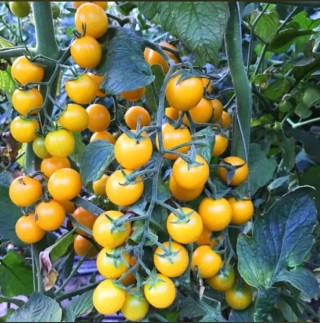 img-0: Томат Саммер Сан F1 - ООО «Семена Тут»