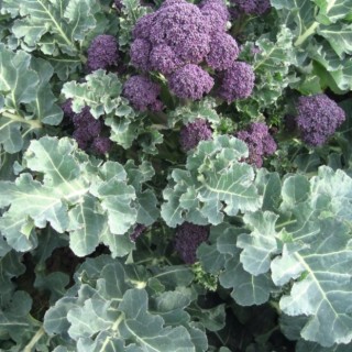 Капуста брокколи Санти F1 (прециз. семена) - ООО «Семена Тут»