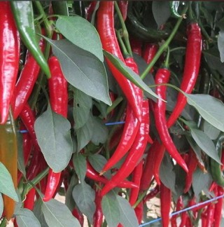 img-0: Перец острый Шакира F1 - ООО «Семена Тут»