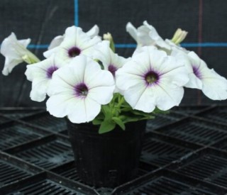img-1: Петуния гибридная Трилоджи Сильвер Блотч [1000 драже] - ООО «Семена Тут»