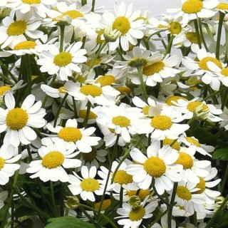 img-0: Ромашка  Вегмо Сингл  [1000 драже] - ООО «Семена Тут»