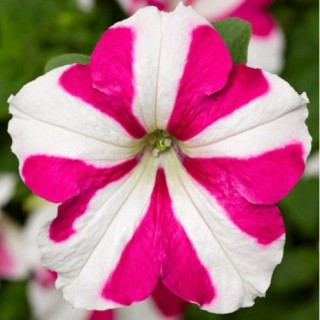 img-0: Петуния ампельная Скайбокс F1 Роуз стар [1000 драже] - ООО «Семена Тут»