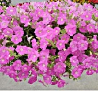 Петуния ампельная Опера Пинк [50 драже] - ООО «Семена Тут»