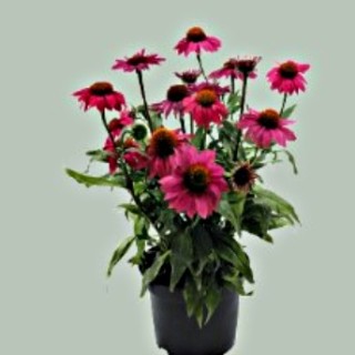 img-2: Эхинацея Поллинейшн Маджента [100 шт] - ООО «Семена Тут»