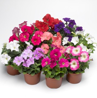 img-1: Петуния миллифлора Пикобелла Микс [1000 драже] - ООО «Семена Тут»