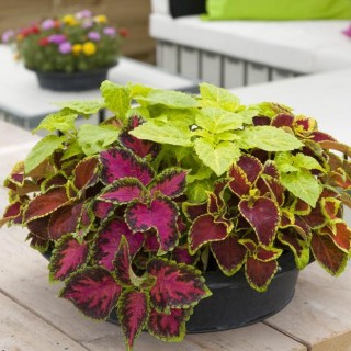 img-0: Колеус Файрвей Микс [1000 шт] - ООО «Семена Тут»