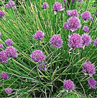 Лук Шнитт Старо - ООО «Семена Тут»