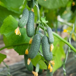 img-0: Огурец Стартап F1 - ООО «Семена Тут»