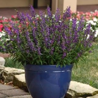 img-1: Ангелония Серена Пурпл [100 драже] - ООО «Семена Тут»