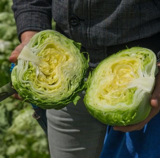 img-1: Салат Таймс - ООО «Семена Тут»