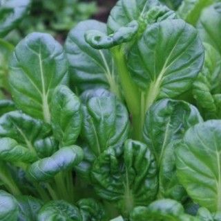 img-0: Та-цой Топаз МЗ - ООО «Семена Тут»