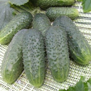 img-0: Огурец Теща F1 - ООО «Семена Тут»