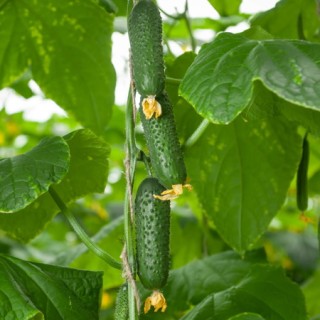 img-0: Огурец Тезис F1 - ООО «Семена Тут»