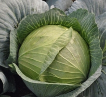 Капуста белокочанная Килатон F1 - ООО «Семена Тут»