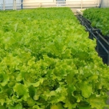 img-1: Салат Гейзер - ООО «Семена Тут»