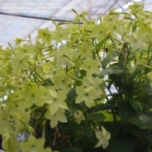 Табак Саратога Лайм [1000 драже] - ООО «Семена Тут»