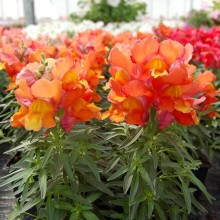 Львиный зев Снэппи Бронз [1000 шт] - ООО «Семена Тут»