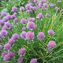 img-1: Лук шнитт Медонос - ООО «Семена Тут»