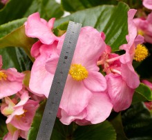 img-1: Бегония гибридная Топхэт Пинк [1000 драже] - ООО «Семена Тут»