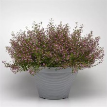 img-1: Куфея ветвистая Пинк Шиммер [100 м/драже] - ООО «Семена Тут»