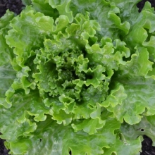 Салат Экскиз - ООО «Семена Тут»