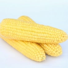 Кукуруза Барон F1 - ООО «Семена Тут»