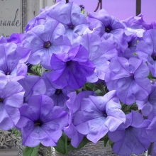 Петуния гибридная Ивнинг Сенсейшен [50 драже] - ООО «Семена Тут»