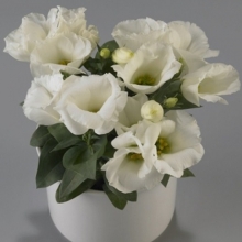 Эустома Кармен Айвори  [1250 драже] - ООО «Семена Тут»