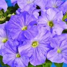 Петуния грандифлора Дримс Скай Блю [5000 драже] - ООО «Семена Тут»