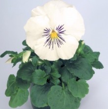 Виола крупноцветковая Кетс Плюс Вайт [100 шт] - ООО «Семена Тут»